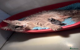 Maine Coon cats for sale: Xl Stunning Maine coon kittens  - Image 30