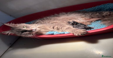 Maine Coon cats Xl Stunning Maine coon kittens  - Advert 5