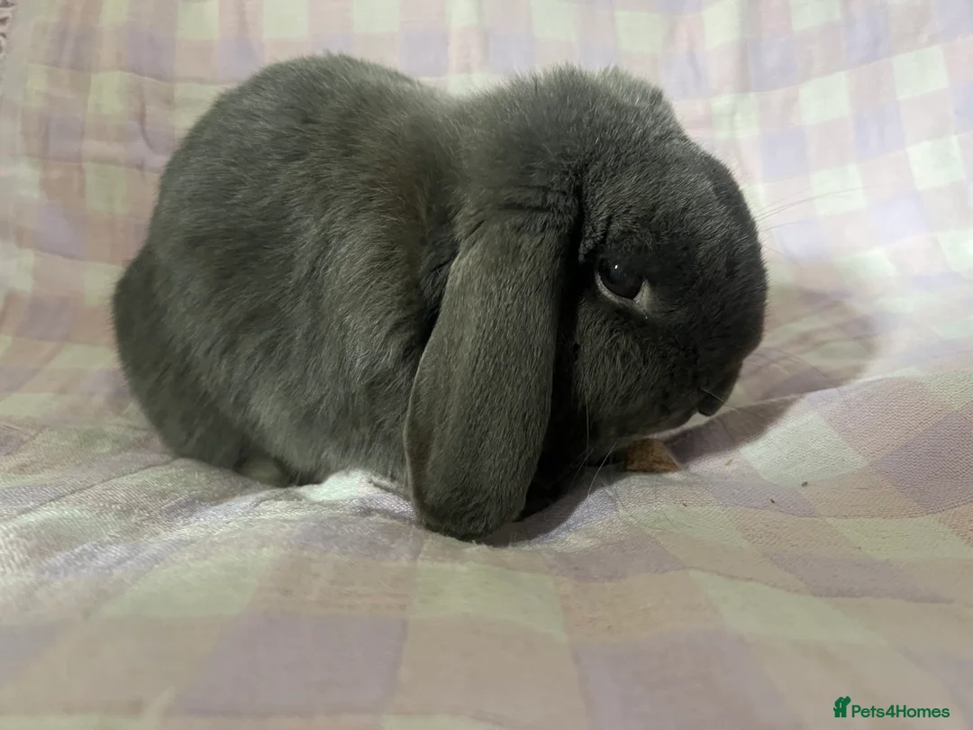 Mixed Breed rabbits for sale: Rabbits for sale various ages and prices - Advert 5