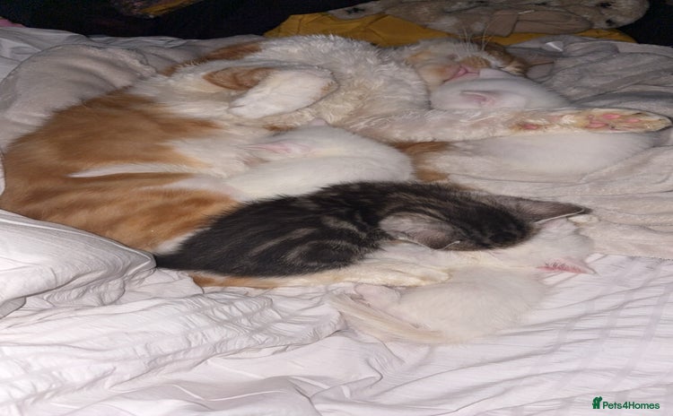 Maine Coon cats for sale - Advert 1