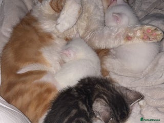 Maine Coon cats - Advert 23