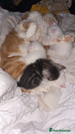 Maine Coon cats - Advert 35