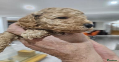 Miniature Poodle dogs - Advert 2
