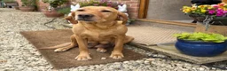 Labrador Retriever dogs for sale: Healthy puppies waiting loved by a new family  in Cheltenham - Advert 4