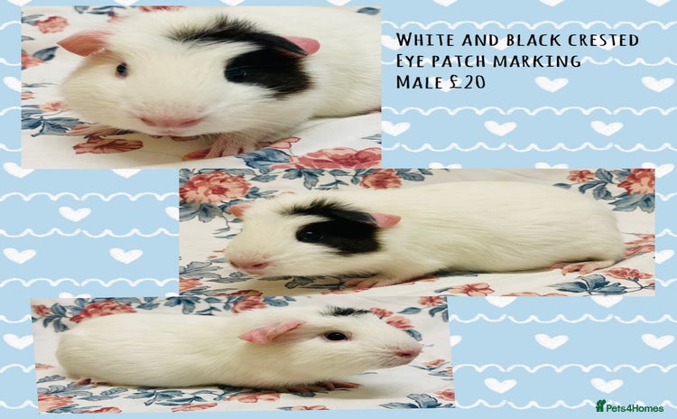 Guinea Pig rodents - Advert 15