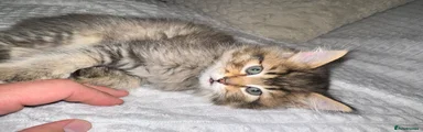 Scottish Fold Kitten 4