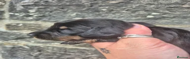 Miniature Dachshund 1