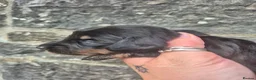 Miniature Dachshund dogs for sale: LONG HAIR PRA CLEAR MINIATURE DACHSHUND GIRL - Advert 9