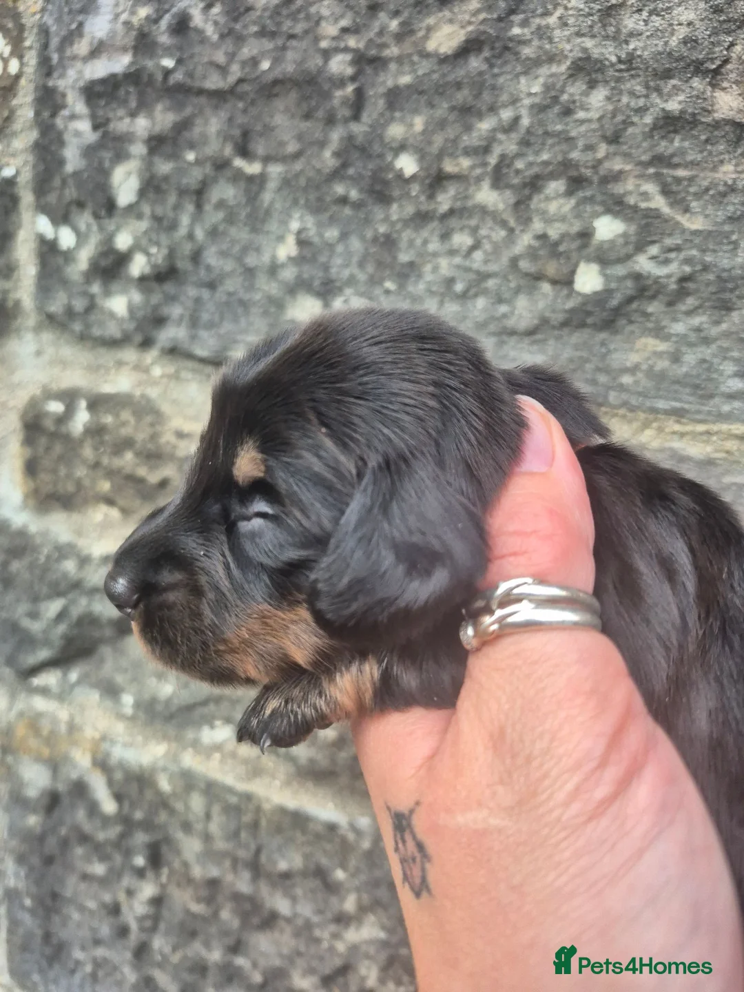 Miniature Dachshund dogs for sale: LONG HAIR PRA CLEAR MINIATURE DACHSHUND GIRL - Advert 9