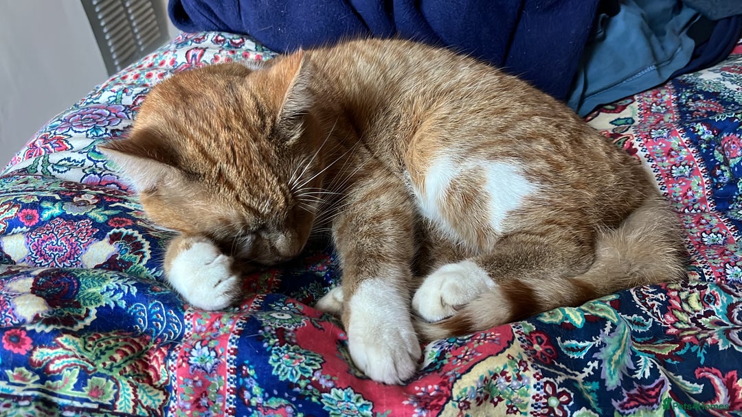 British Shorthair cats for sale: Ginger Boy Needs A New Home - Image 2