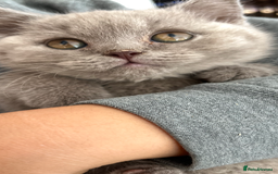Mixed Breed cats for sale: British shorthair Lilac boy ready now - Image 4