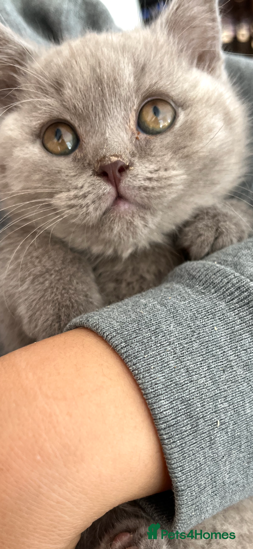 Mixed Breed cats for sale: British shorthair Lilac boy ready now - Image 4