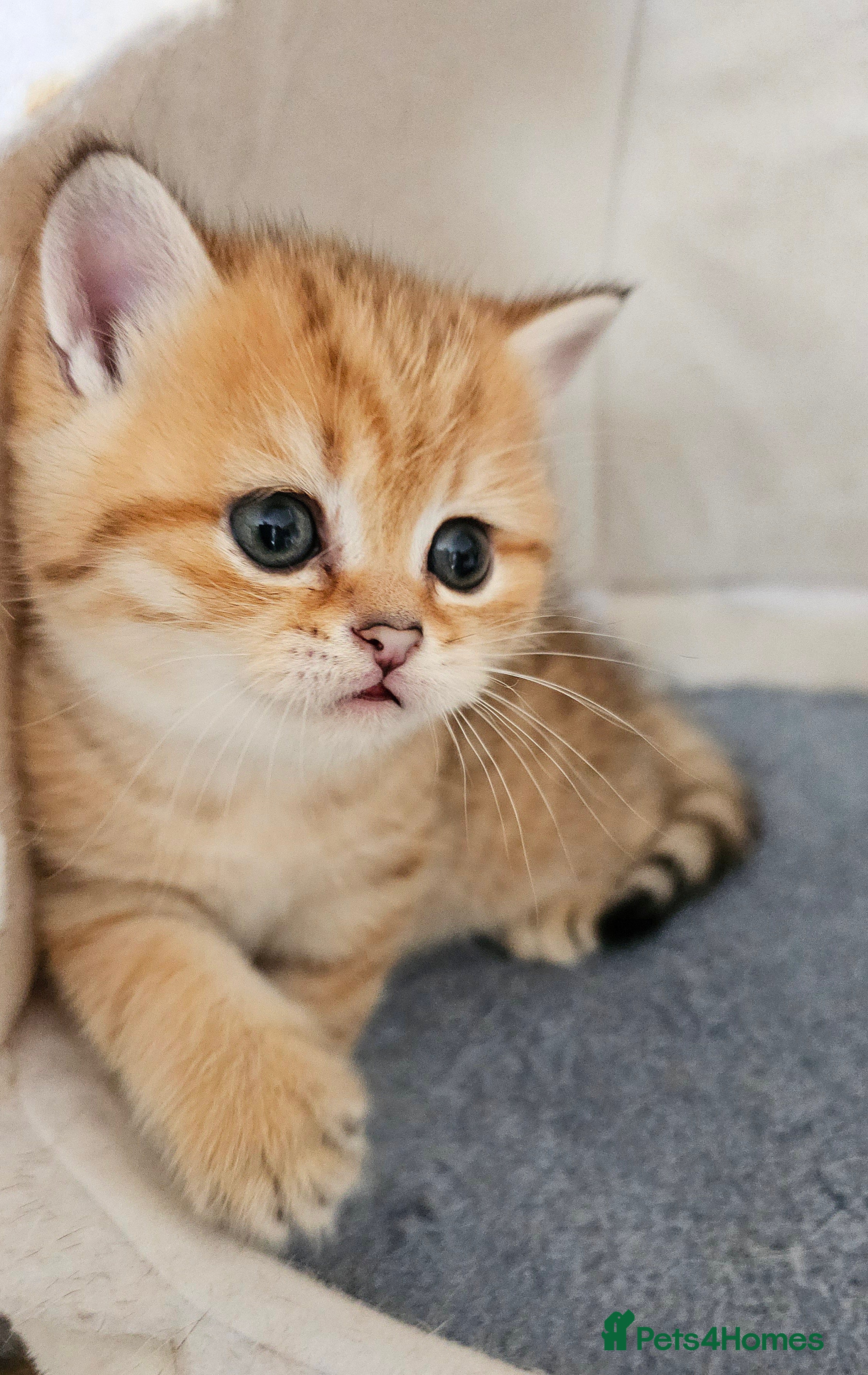 Scottish Fold cats Tica Registered pedigree kittens FOR RESERVATION - Advert 3