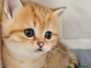 Scottish Fold cats Tica Registered pedigree kittens FOR RESERVATION - Advert 3