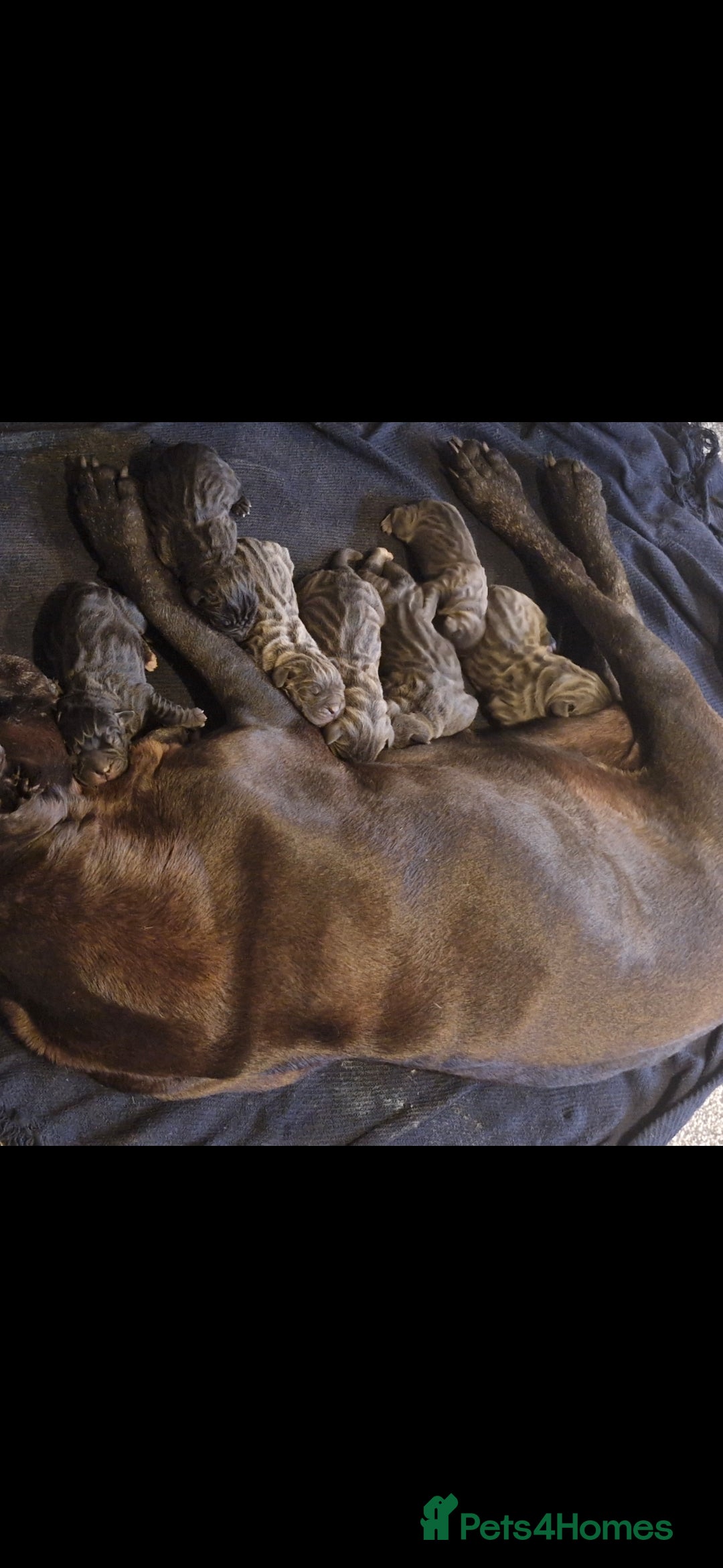 Cane Corso dogs Exceptional Quality Full Pedigree  - Advert 4