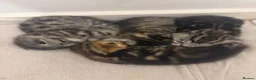 Bengal cats for sale: 4 beautiful part bengal kittens  - Advert 4