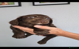 Cocker Spaniel dogs for sale: Working cocker spaniel puppies  - Image 5