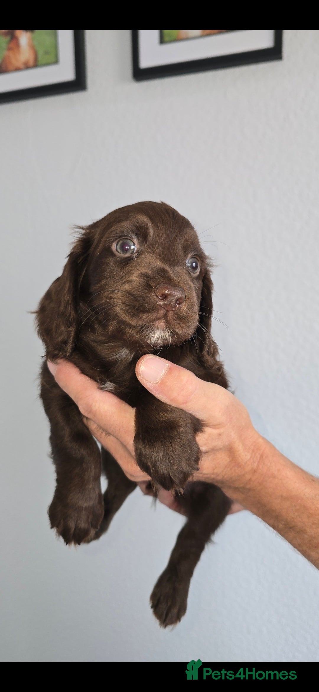 Cocker Spaniel dogs for sale: Working cocker spaniel puppies  - Image 5