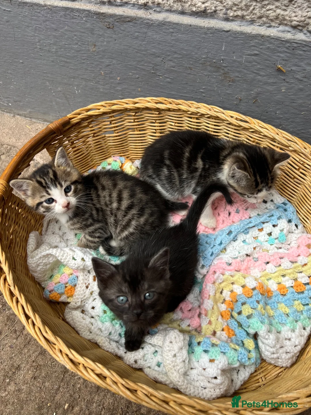 Mixed Breed cats for sale: 3 Kittens for sale  - Advert 9