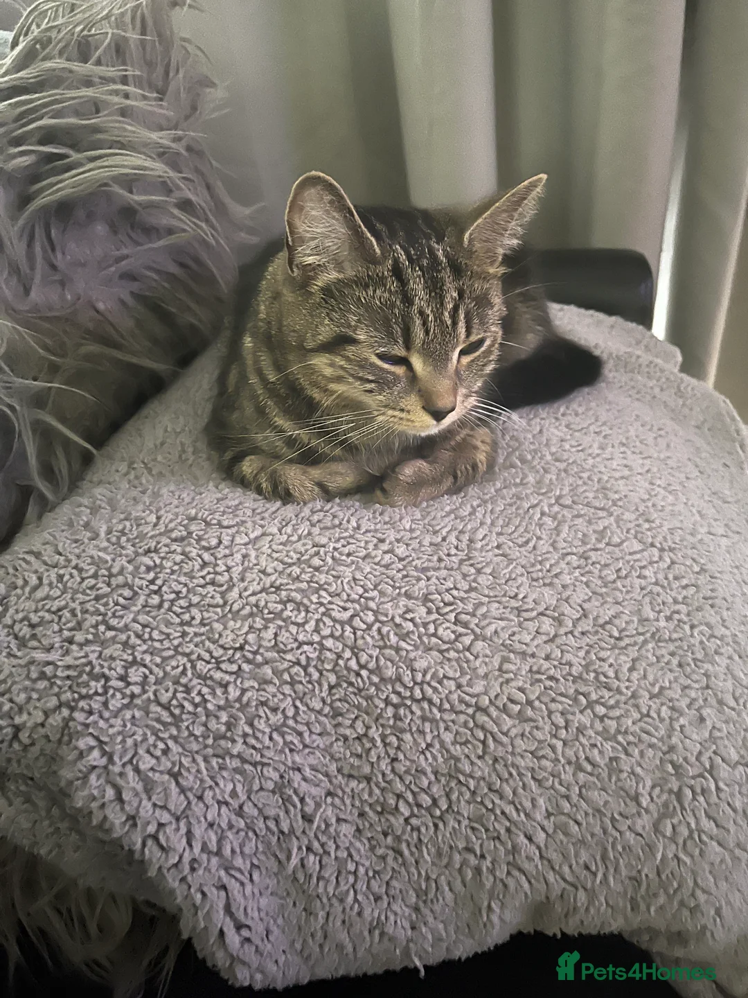 Mixed Breed cats for sale: Beautiful Tabby Female Cat in West Wickham - Advert 2
