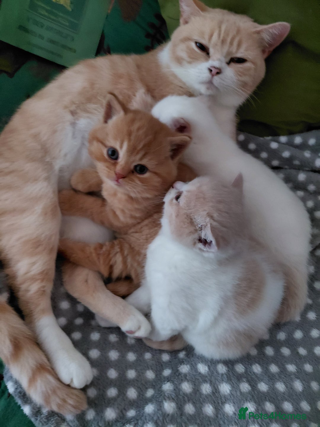 British Shorthair cats for sale: British shorthair kittens - Advert 1