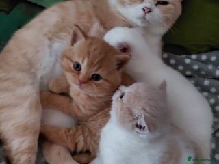 British Shorthair cats British shorthair kittens - Advert 6