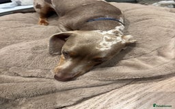 Miniature Dachshund dogs for sale: Stunning Isabella miniature dachshund - Image 2