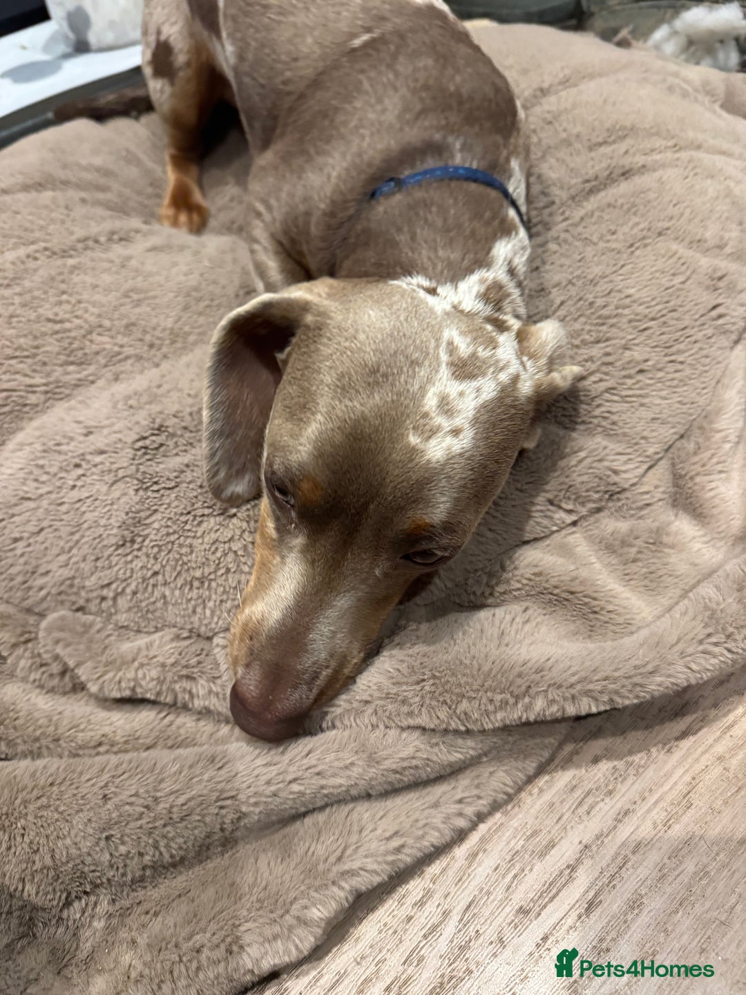 Miniature Dachshund dogs for sale: Stunning Isabella miniature dachshund - Image 2