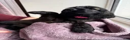 Cocker Spaniel dogs for sale: Beautiful show type cocker spaniel puppies - Advert 9