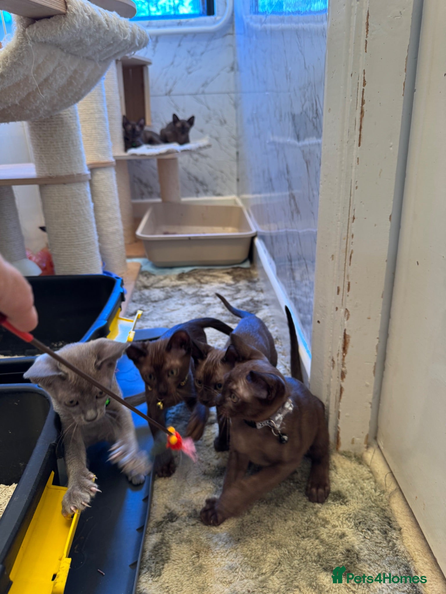 Burmese cats Burmese Kittens For Sale - Advert 2