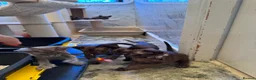 Burmese cats for sale: Burmese Kittens For Sale - Advert 2