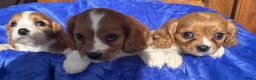 Cavalier King Charles Spaniel dogs for sale: Blenheim Cavalier King Charles pups ready now  - Advert 13