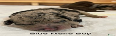 Blue Merle Girl
