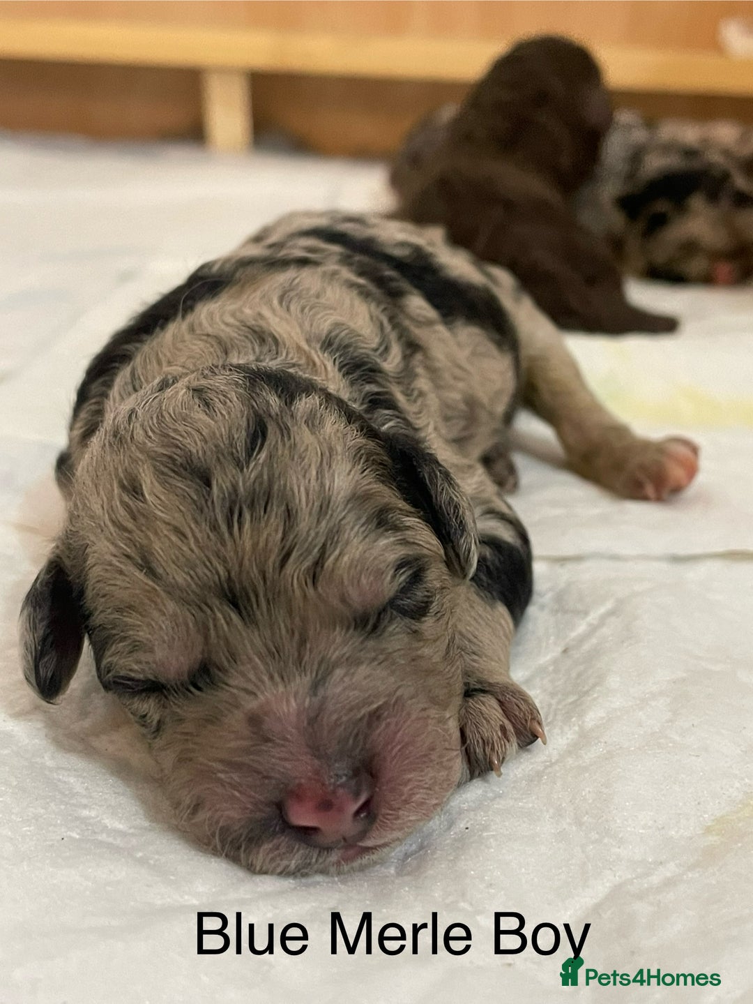 Cockapoo dogs for sale: Cockapoo F1b Puppies born 8 December  - Advert 8