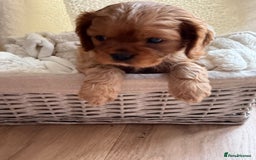 Cavalier King Charles Spaniel dogs for sale: ONE RUBY BOY LEFT Cavalier King Charles  - Image 28