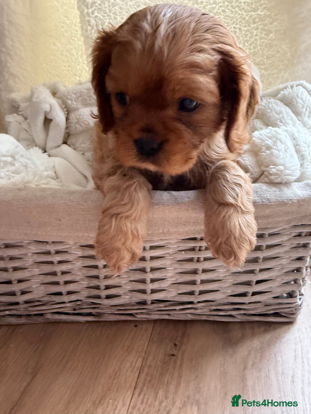Cavalier King Charles Spaniel dogs for sale: ONE RUBY BOY LEFT Cavalier King Charles  - Image 28