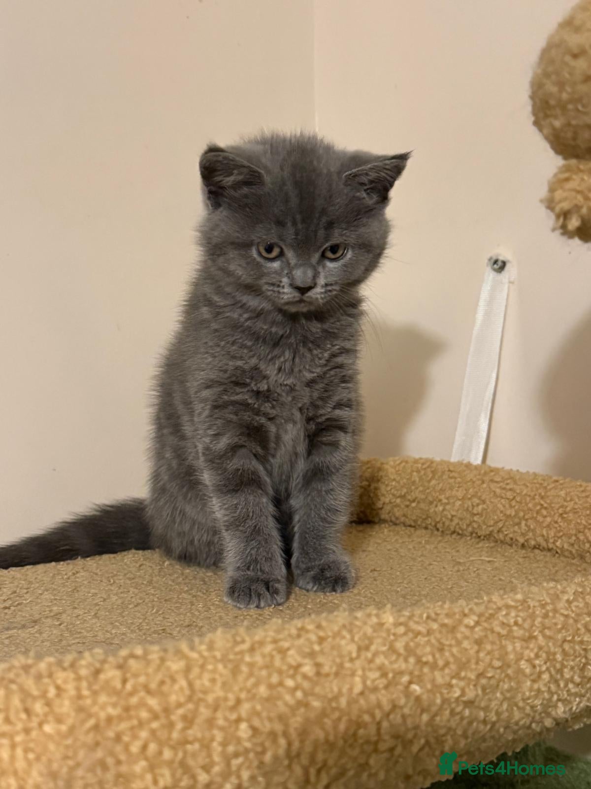 British Shorthair cats BSH x Ragamuffin Kittens - Advert 4
