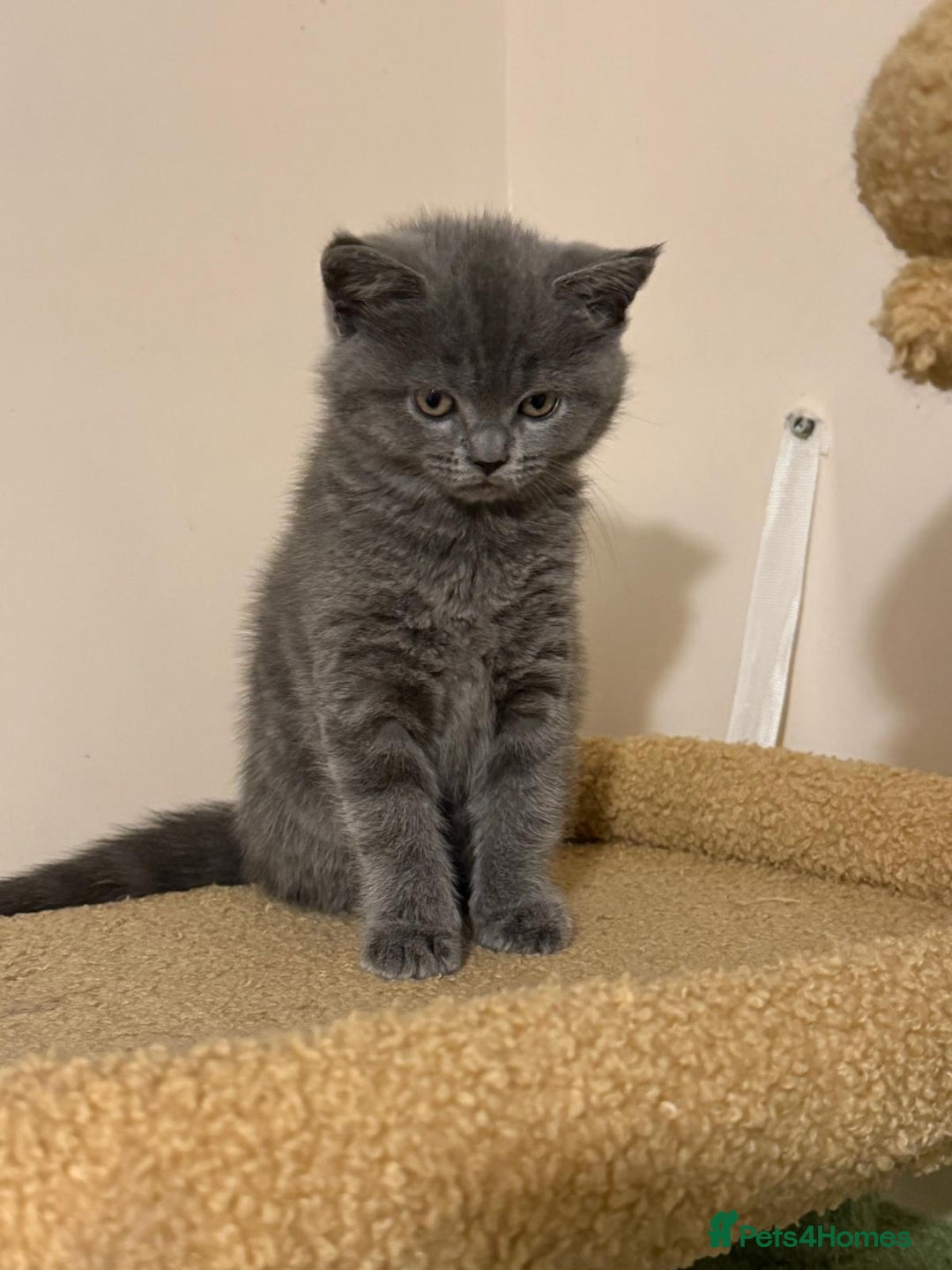 British Shorthair cats for sale: BSH x Ragamuffin Kittens - Advert 4