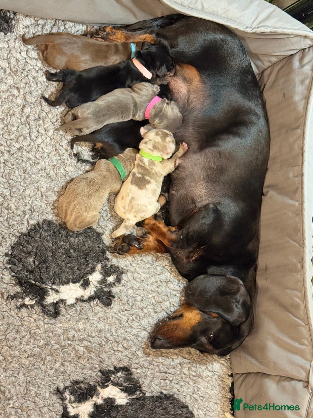 Miniature Dachshund dogs for sale: Miniature smooth haired dachshund - Image 3