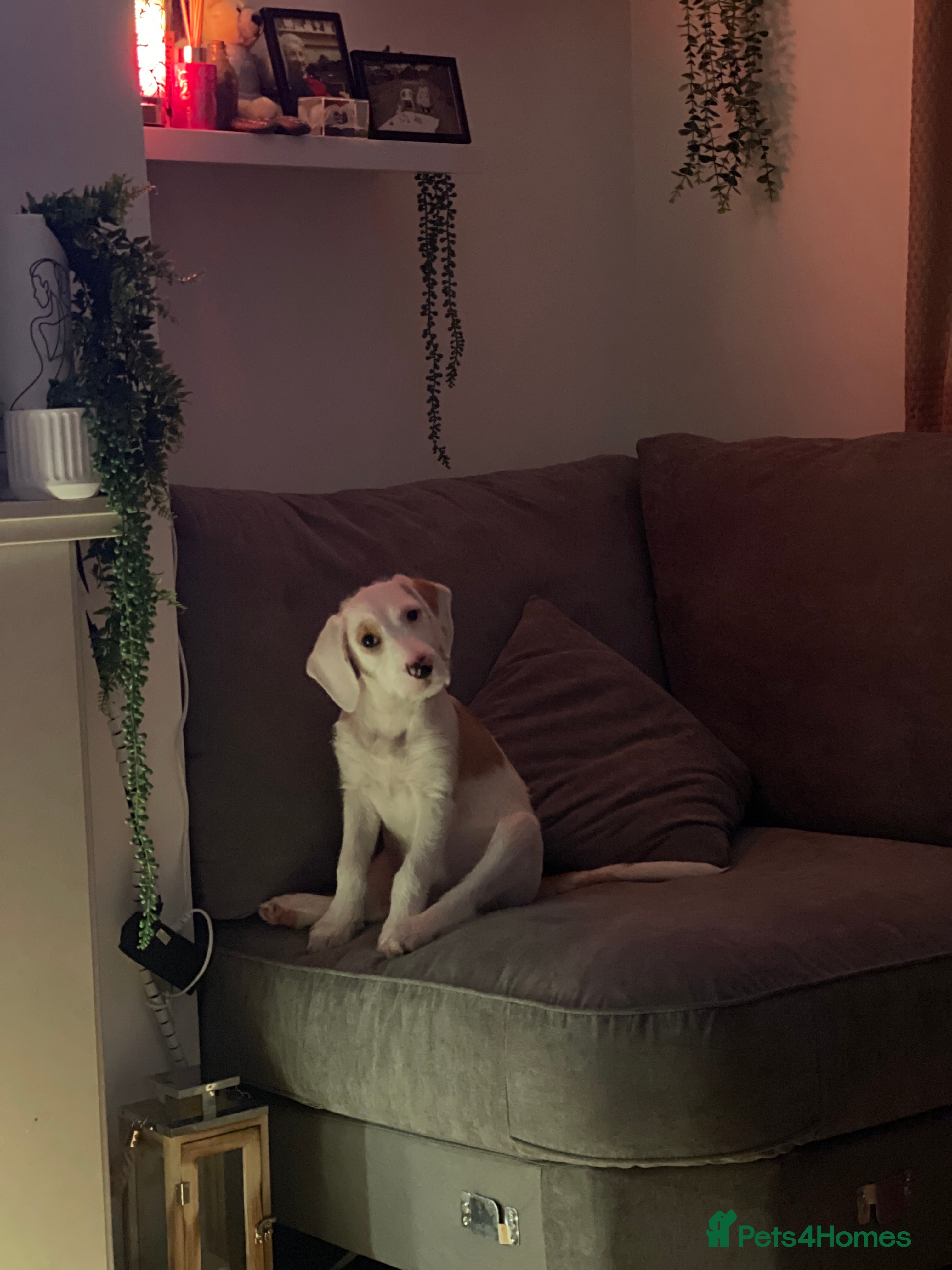 Mixed Breed dogs  2-Year-Old Female Beagle x Terrier - Advert 1