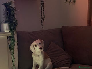 Mixed Breed dogs 2-Year-Old Female Beagle x Terrier - Advert 1