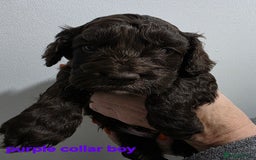 Cockapoo dogs for sale: Stunning f1 cockapoo pups - Advert 15