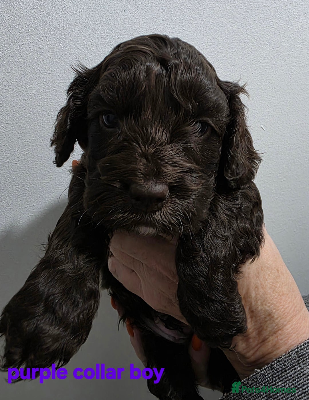 Cockapoo dogs for sale: Stunning f1 cockapoo pups - Advert 15