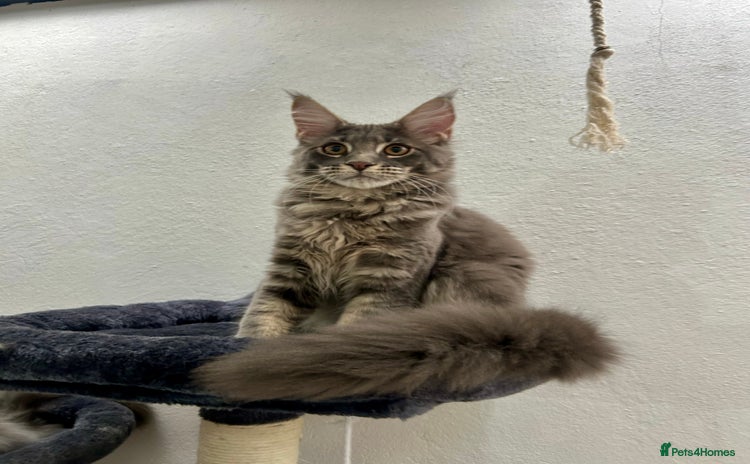 Maine Coon cats - Advert 2