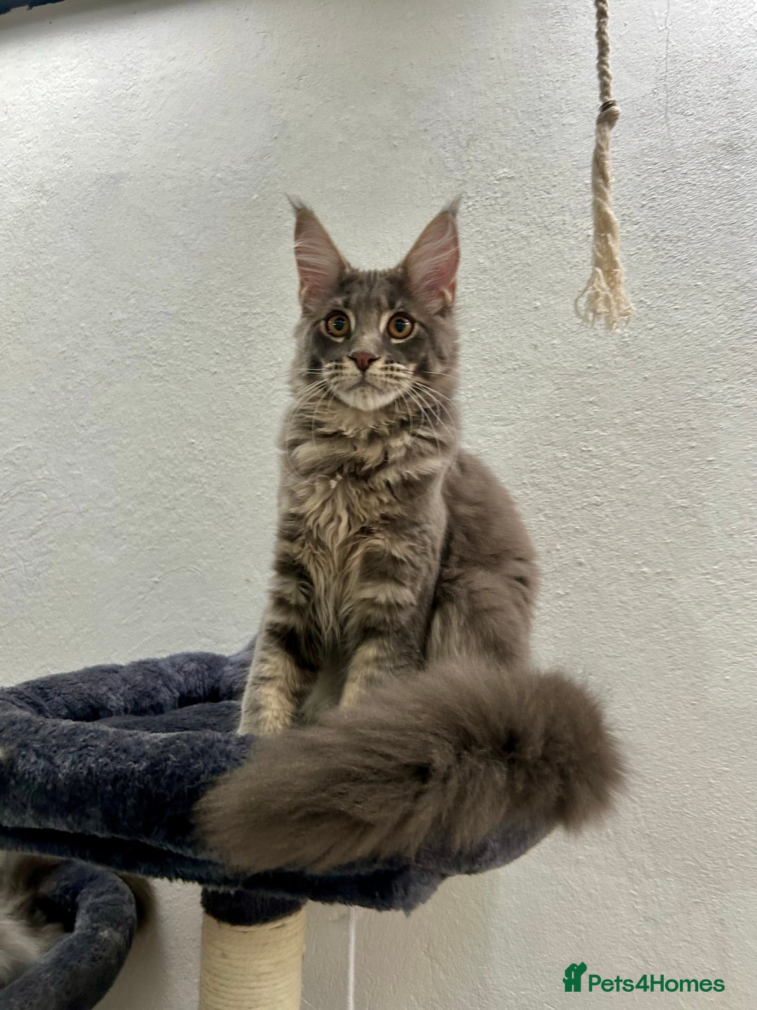 Maine Coon cats for sale: Stunning TICA Registered Maine Coon Boys Available - Image 1