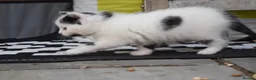 Mixed Breed cats for sale: 3 of the fluffiest, friendliest kittens for sale! - Advert 20