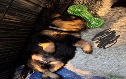 Mixed Breed dogs for sale: Beautiful chunky 3/4 Rottweiler 1/4 sharpei pups  - Image 6