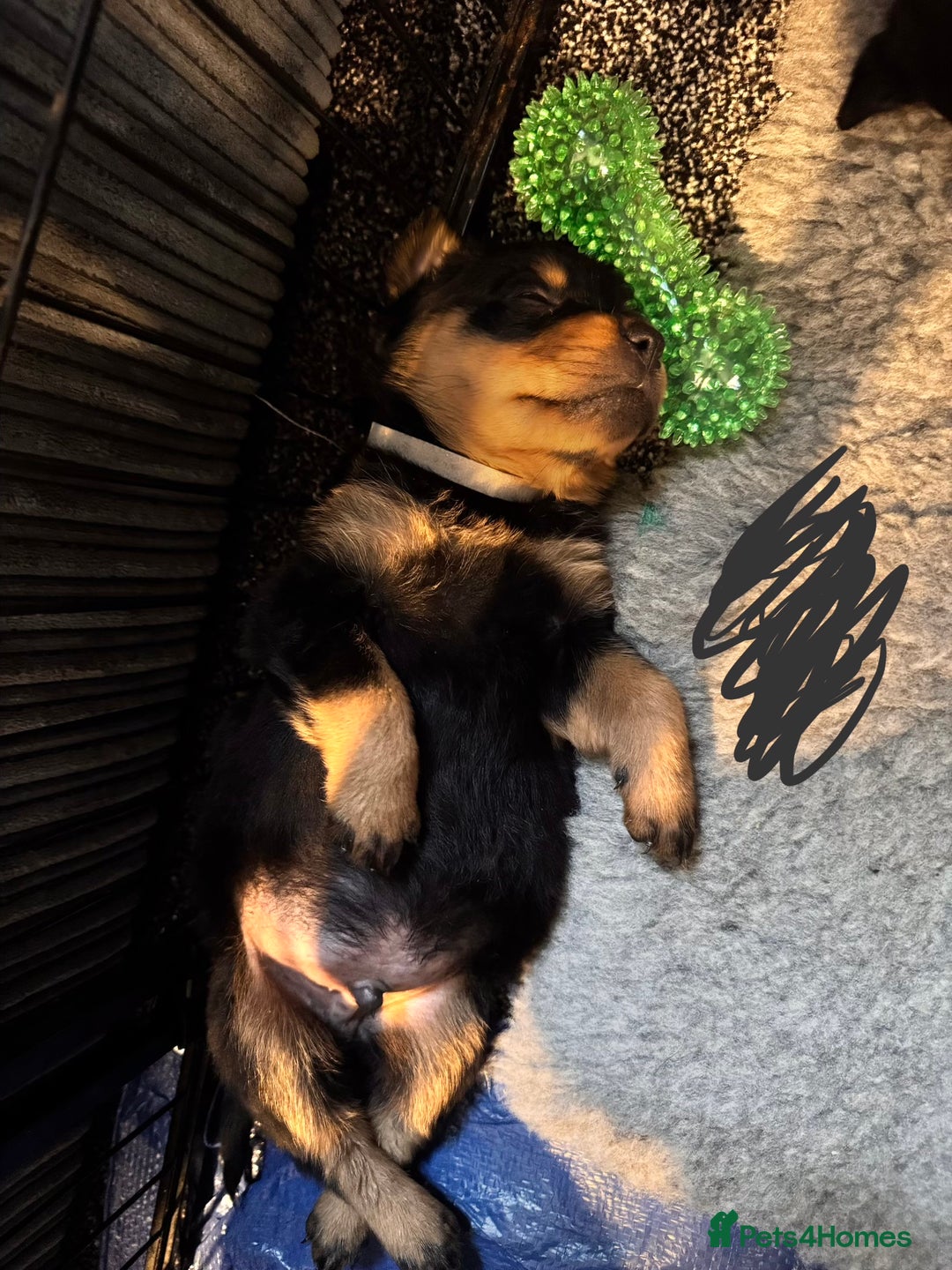 Mixed Breed dogs for sale: Beautiful chunky 3/4 Rottweiler 1/4 sharpei pups  - Image 6