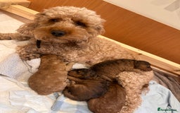 Cockapoo dogs for sale: F2 cockapoo puppies for sale  - Image 2