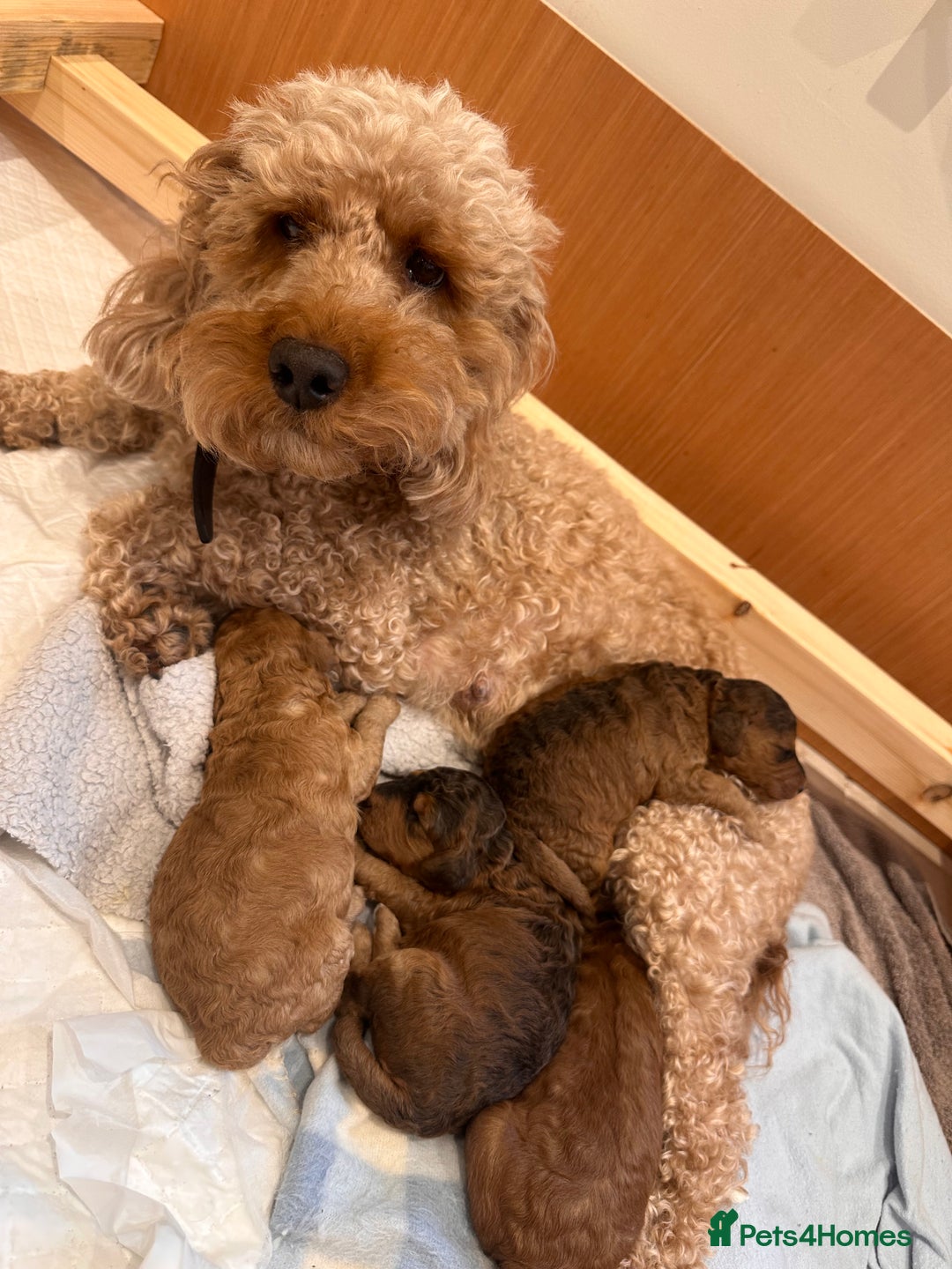 Cockapoo dogs for sale: F2 cockapoo puppies for sale  - Image 2